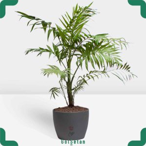 شامادورا در گلدان طوسی