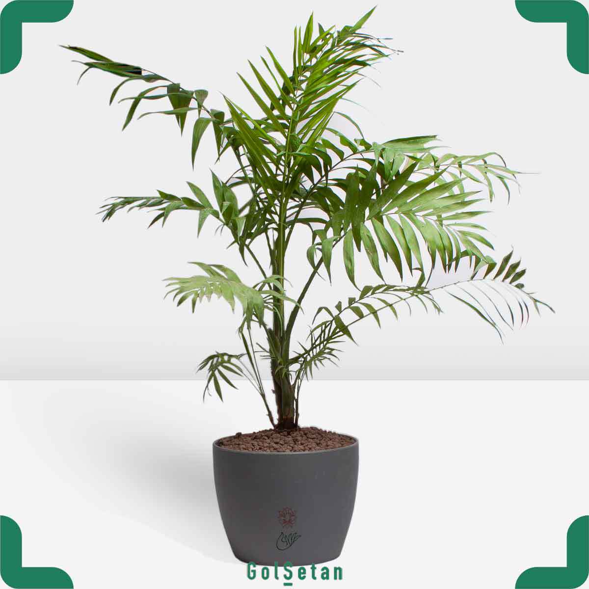 chamaedorea-gray-pot شامادورا در گلدان طوسی