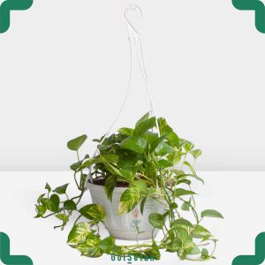 پتوس ابلق در گلدان آویز