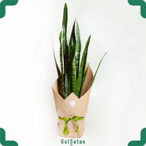 سانسوریا سبز پرقلاف با گلدان مواد آلی