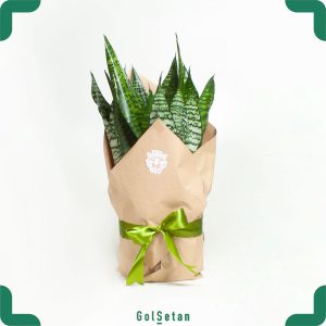 سانسوریا سبز پرقلاف متوسط