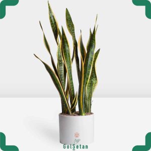 سانسوریا ابلق پرغلاف در گلدان مواد آلی