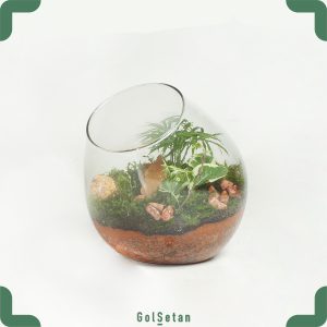 تراریوم پتوس و شامادورا