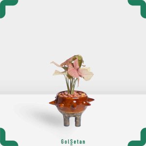 سینگونیوم صورتی در گلدان هنری طوس