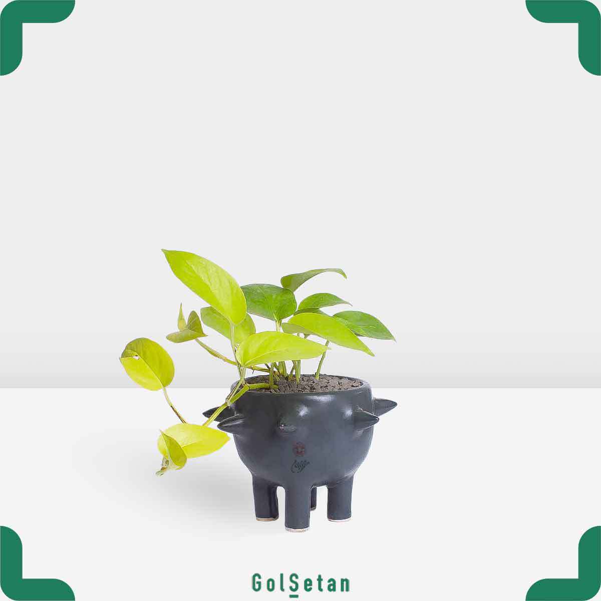 pothos-art-pot پتوس نئون در گلدان هنری