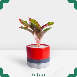 آگلونما قرمز در گلدان بتنی طوسی قرمز