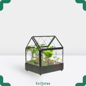 تراریوم پتوس و فیتونیا