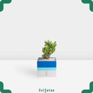 کراسولا سم اسبی