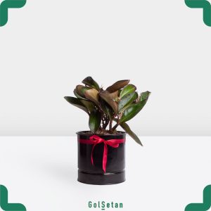 قاشقی بلک در گلدان مشکی