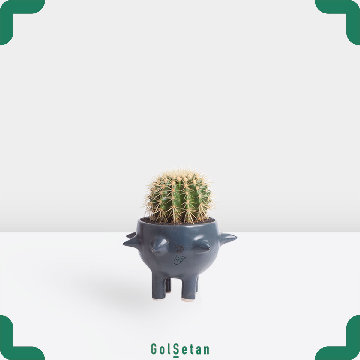 echino-cactus-art-pot کاکتوس اچینو در گلدان هنری