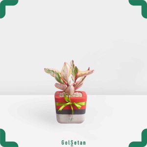 گلدان قاشقی لب ماتیکی در گلدان بتن