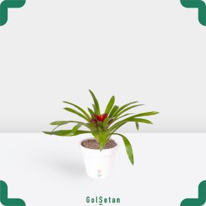 گازمانیا در گلدان سفید