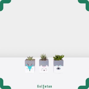 ست گلدان و گیاه کودک