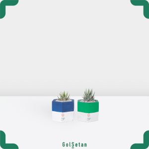 ست گلدان کوچک هاورتیا