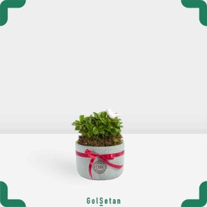 سبزه نارنج در گلدان سفالی