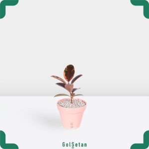 فیکوس شرابی در گلدان سرامیکی