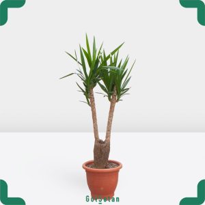 یوکا دو شاخه 20 ساله