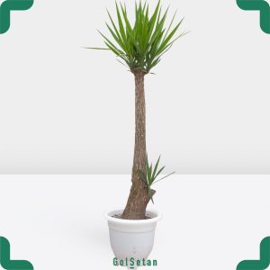 یوکا 30 ساله زیبا و دوست داشتنی