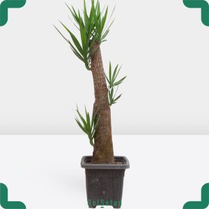 یوکا 40 ساله