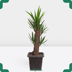 یوکا 50 ساله