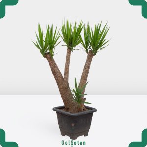 یوکا 70 ساله