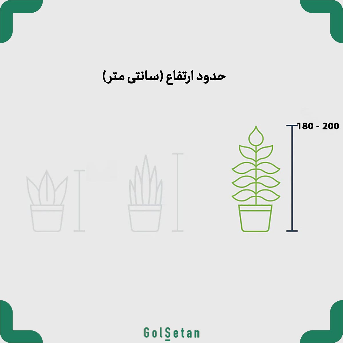 70years-yucca-plant-size ابعاد یوکا 70 ساله