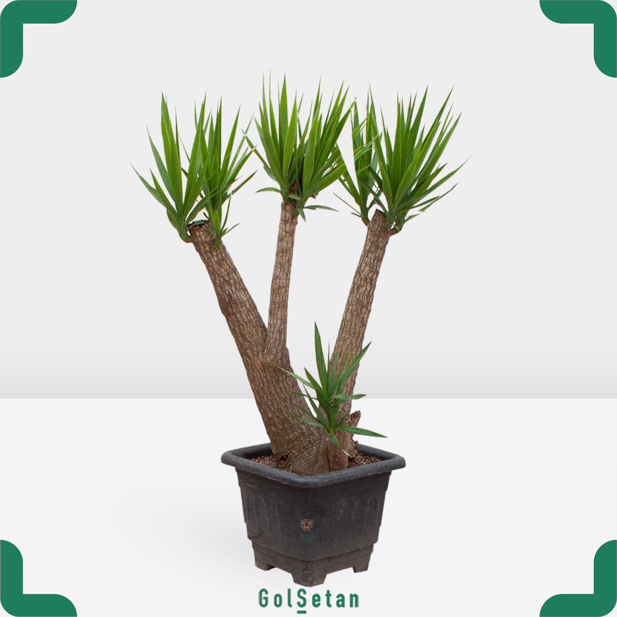 70years-yucca-plant یوکا 70 ساله