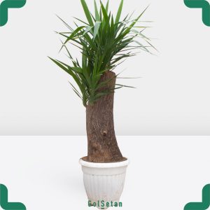 یوکا 80 ساله باشکوه و باابهت