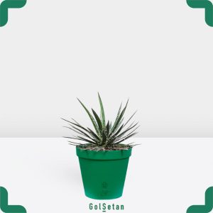 گلدان آگاو فیلیفرا زیبا