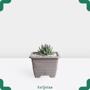 گلدان آگاو ویکتوریا