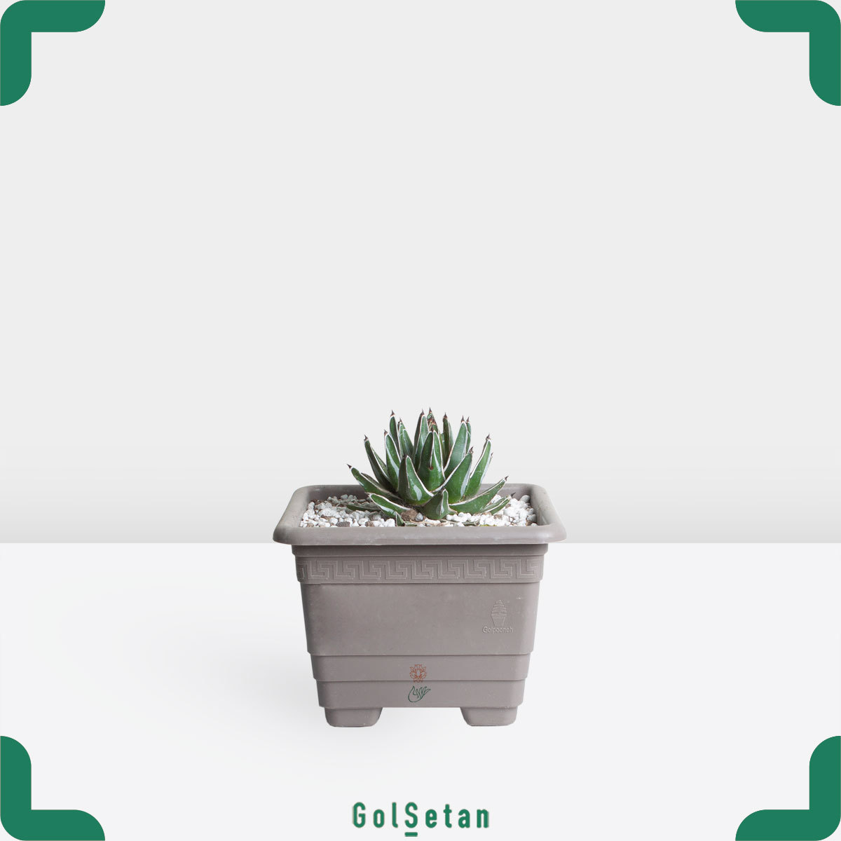 agave-victoriae-reginae گلدان آگاو ویکتوریا