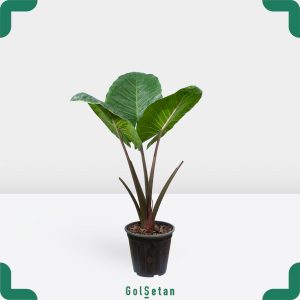 گلدان بابا آدم