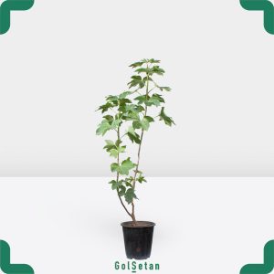 گلدان آرالیا برگ مینیاتوری