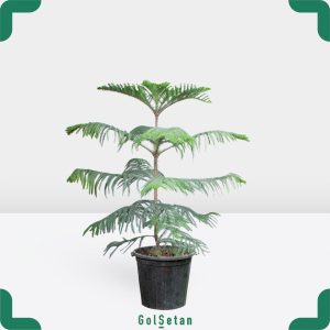 گلدان کاج مطبق متوسط همیشه سبز