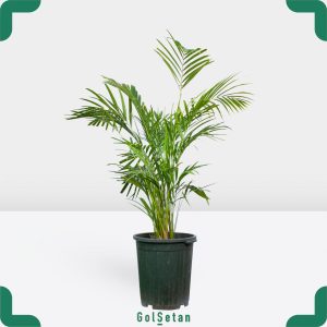 گلدان نخل اریکا