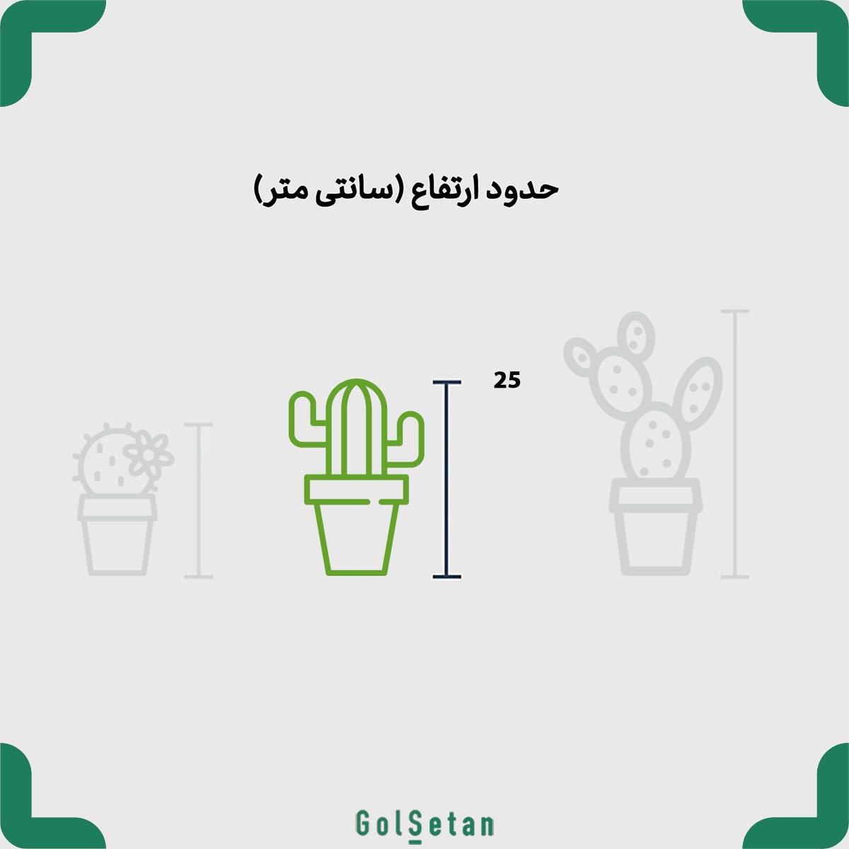 astrophytum-asterias-pot-size ابعاد کاکتوس پیوندی لمورا آستریاس