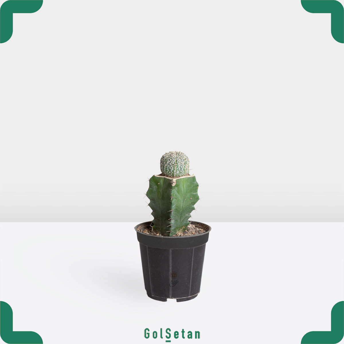 astrophytum-asterias-pot کاکتوس پیوندی لمورا آستریاس