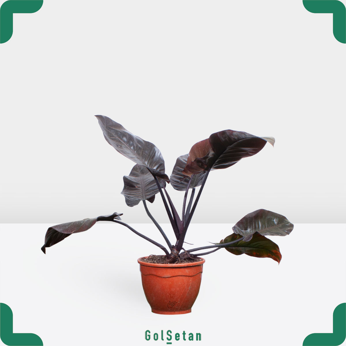 black-hilodendron-pot گلدان فیلودندرون بلک امپریال خاص