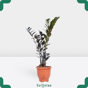 زاموفیلیا بلک سه پیازه جذاب