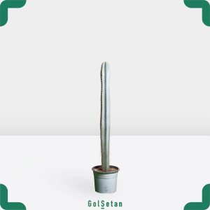 گلدان پله سرئوس متوسط