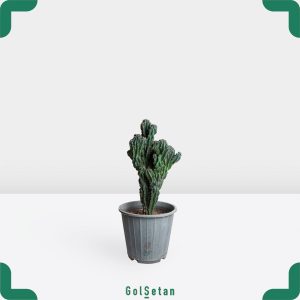 کاکتوس صخره ای متوسط