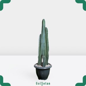 پریانوس سه شاخ