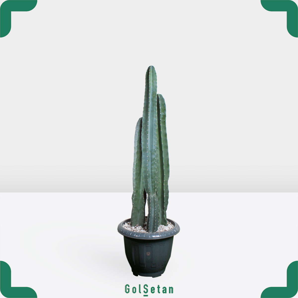 cereus-peruvianus-pot پریانوس سه شاخ