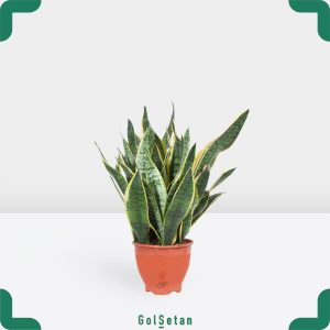 سانسوریا ابلق کراواتی پرغلاف مقاوم