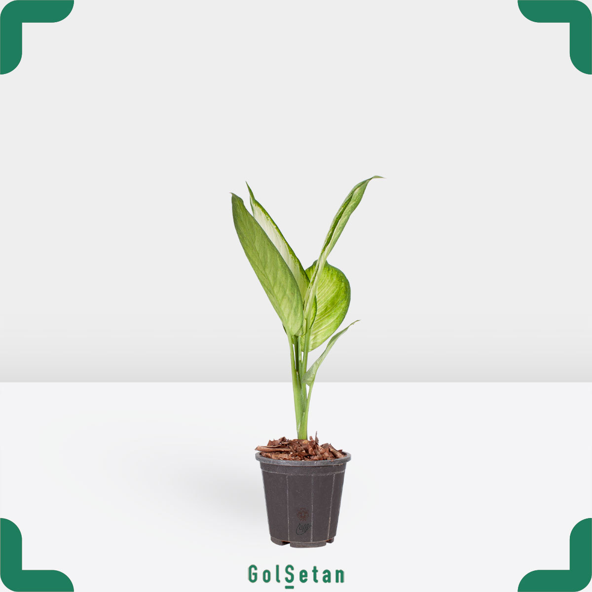 dieffenbachia-plant دیفن کاملیا کوچک زیبا و همیشه سبز