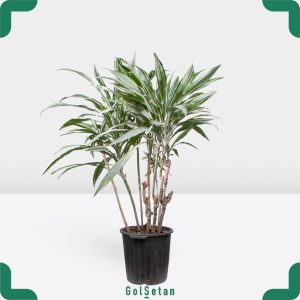 گلدان دراماسیس زیبا و خاص