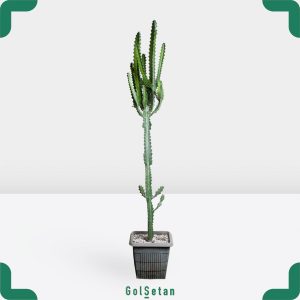 افوربیا اره ای نرک بزرگ