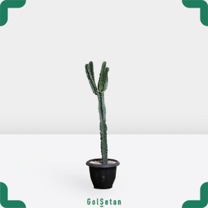 افوربیا اینگنس متوسط