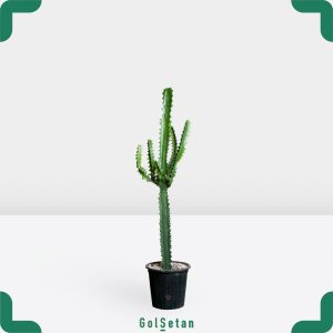 افوربیا آنتی کروم متوسط