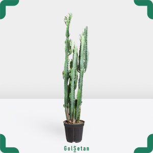 افوربیا تریگونا سبز